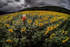 Angel_Benito_Zapata_Los-girasoles