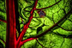 Carlos_De-Cos_Azcona_Vida-ecologica