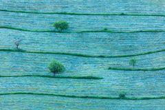 Eduardo_-Blanco_Mendizabal_-Ribazos-Vivos