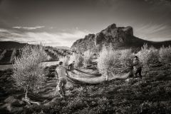 Francisco-Javier_-Coca_Avila_Verdeo.