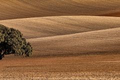 Francisco-Jose_Lopez_-Morante_Encina-Solitaria