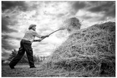 Hernando_Virgilio_Segadores-en-Atienza-V
