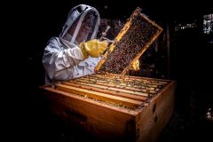 Jose-Luis_Mendez_Fernandez_Abejas-y-equilibrio-ecologico