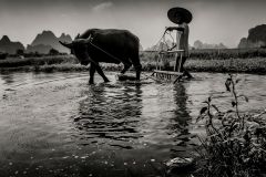 Jose-Ramon_Luna-_De-la-Ossa_-Preparacion-del-arrozal.