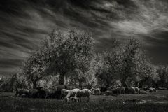 Maria-Gracia_Fernandez_Beneficios-del-pasto-en-el-Olivar.