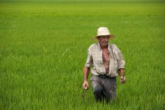 Miguel-Angel_Perez_Herrero_-En-los-campos-de-arroz.