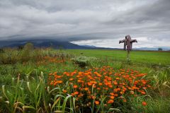 Miquel_Planells_Saurina.-Huerto-ecologico